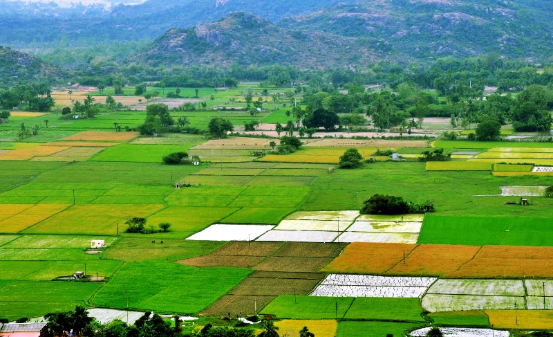 Green Beds farmlands India